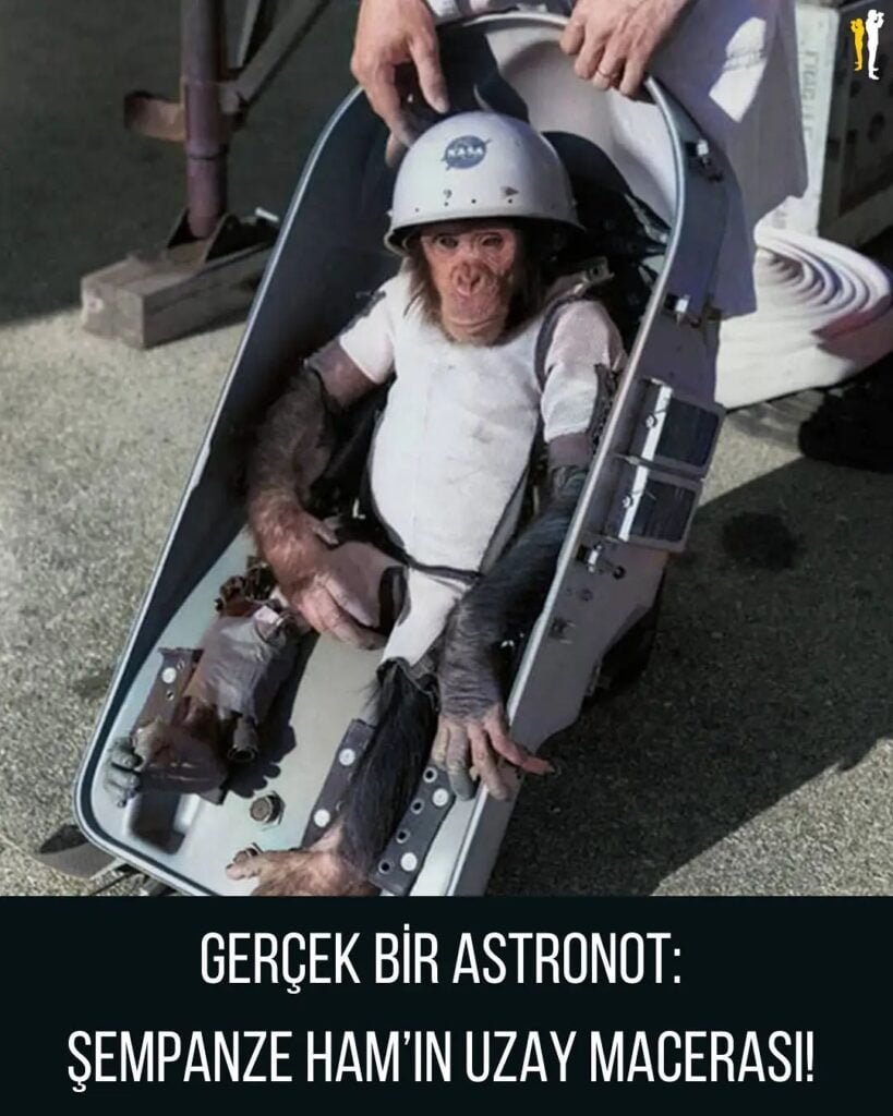 Şempanze Astronot Ham