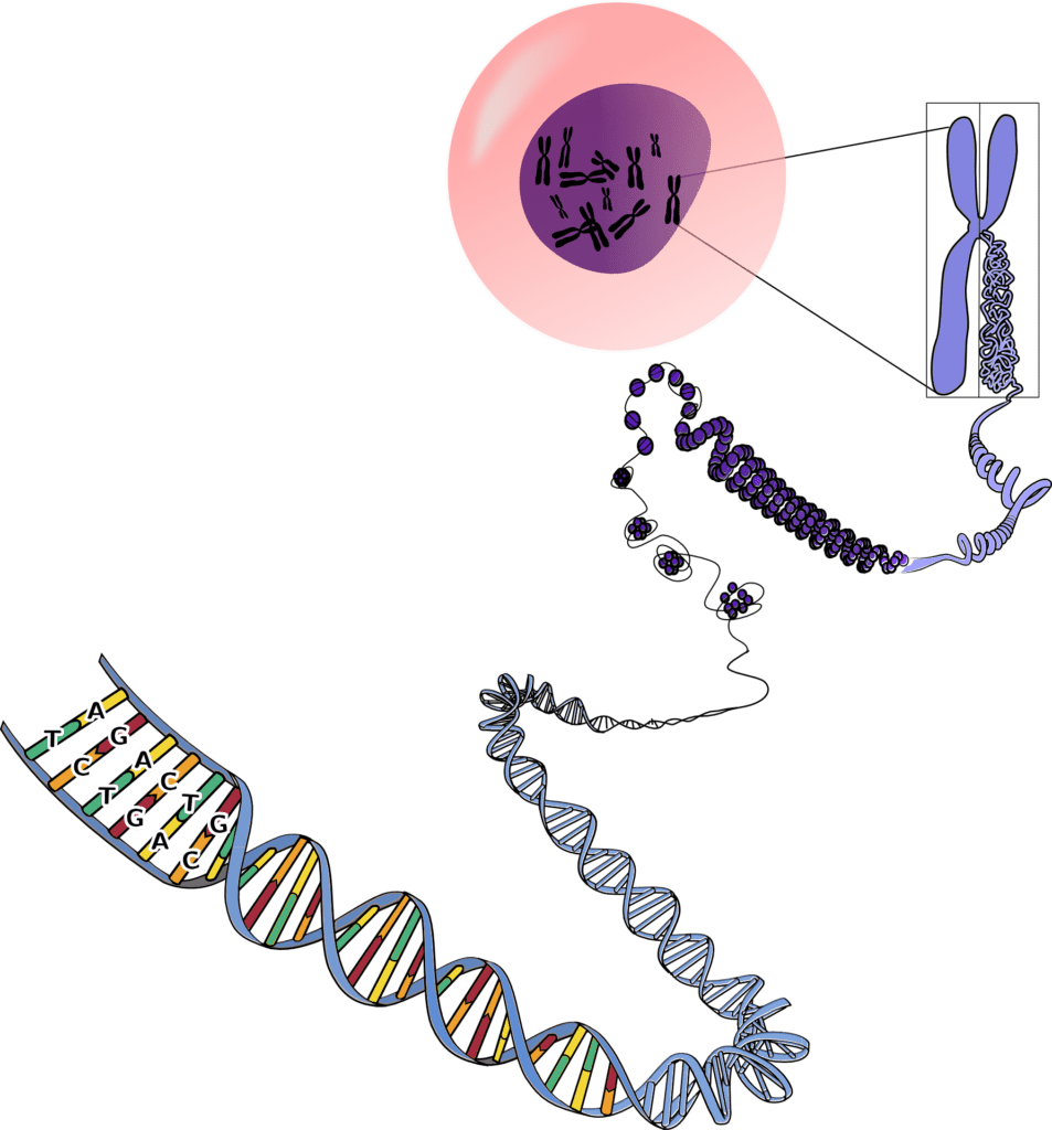 DNA