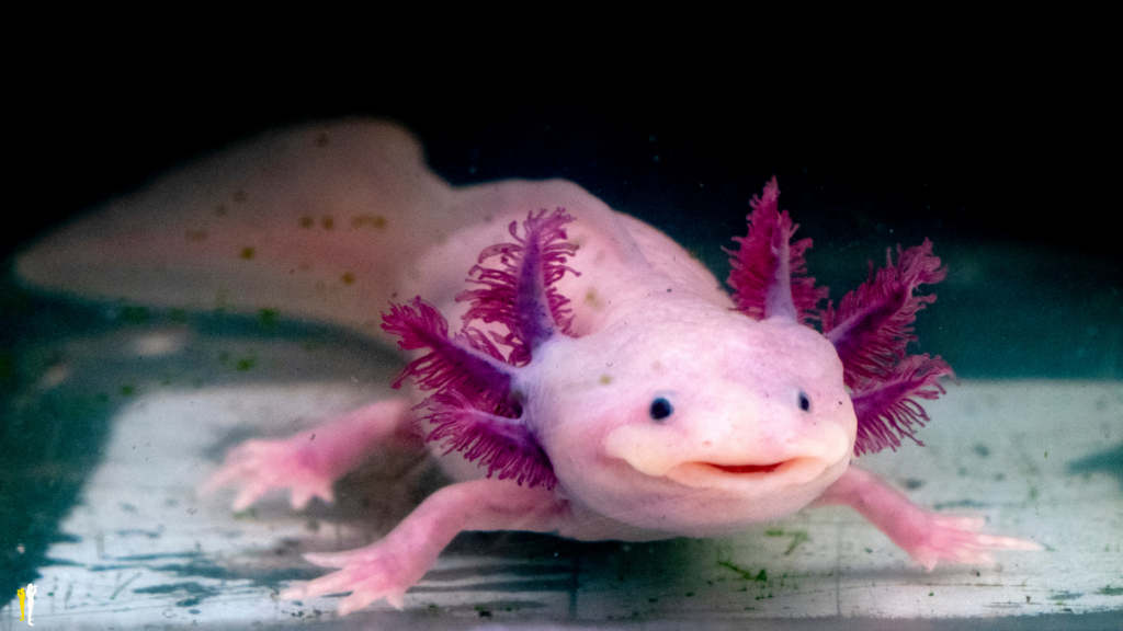 En ilginç semender türü; Axolotl