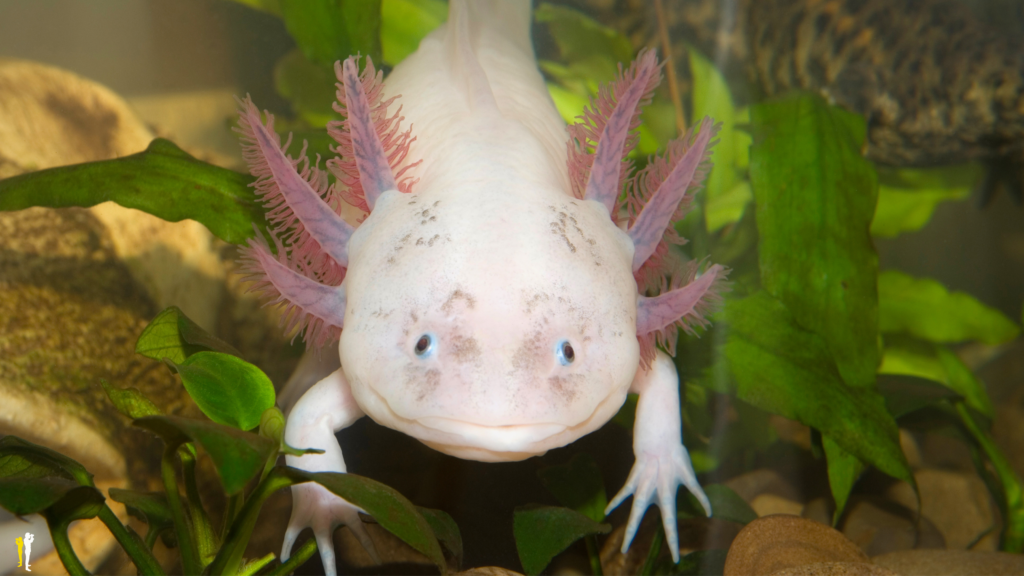 En ilginç semender türü; Axolotl