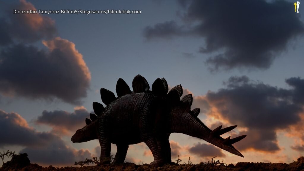 Stegosaurus