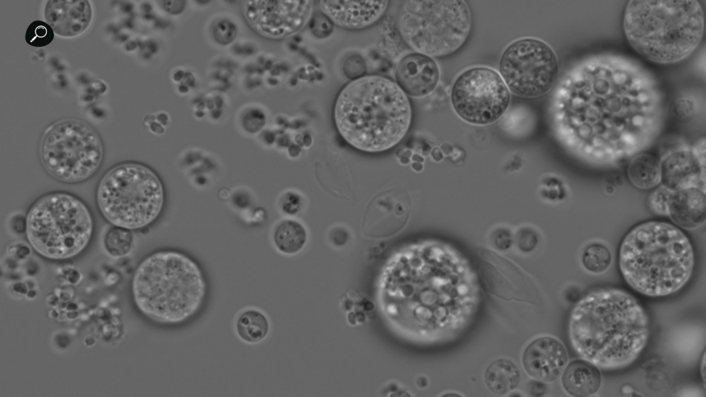 Chromosphaera perkinsii  - Tarihi Paradoks Çözüldü - Tavuk Mu Yumurtadan Çıkar Yumurta Mı Tavuktan?