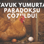 Tarihi Paradoks Çözüldü - Tavuk Mu Yumurtadan Çıkar Yumurta Mı Tavuktan