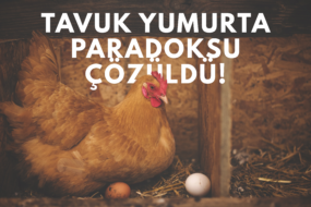 Tarihi Paradoks Çözüldü - Tavuk Mu Yumurtadan Çıkar Yumurta Mı Tavuktan