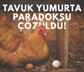 Tarihi Paradoks Çözüldü - Tavuk Mu Yumurtadan Çıkar Yumurta Mı Tavuktan