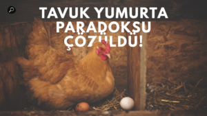 Tarihi Paradoks Çözüldü - Tavuk Mu Yumurtadan Çıkar Yumurta Mı Tavuktan